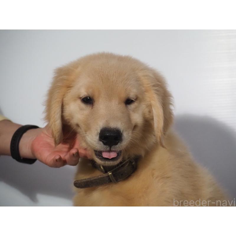販売中の山梨県のゴールデンレトリーバー-406628の3枚目
